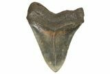 Fossil Megalodon Tooth - North Carolina #192485-1